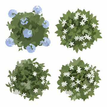 Realistic top view plumbago and tabernaemontana plants isolated on white background