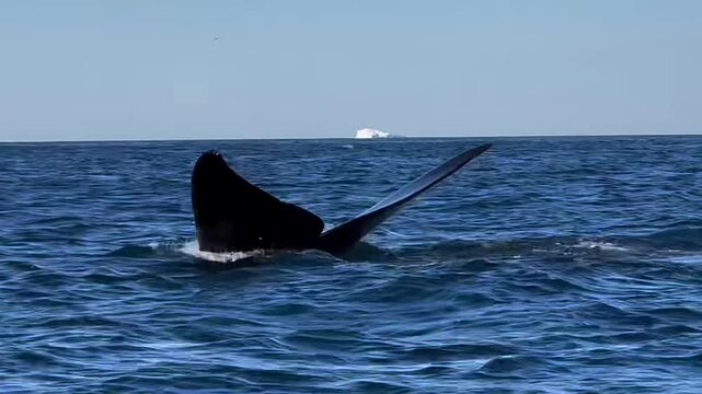 Humpback Whale Tail Fluke Emerging Above Ocean Surface in Antarctica