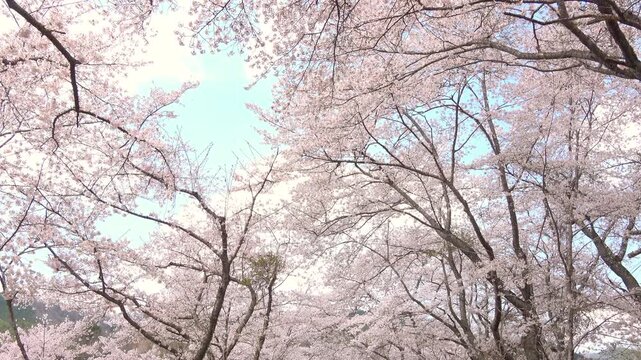 桜吹雪、青空に花びらが舞う満開の桜並木風景のスローモーション  4K 