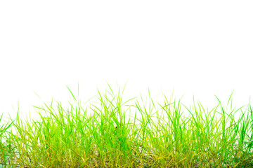 Fototapeta premium Fresh Green Grass with Bright Highlights on a Clean White Background