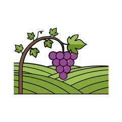 Vibrant vineyard illustration with grapes