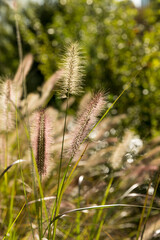 Autumn natural scenery and dogwood