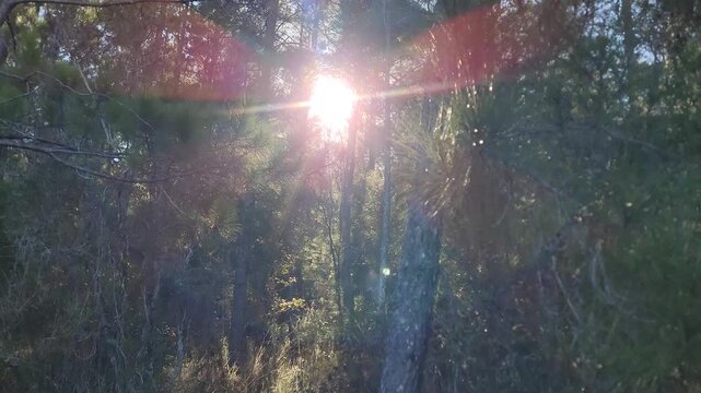 Golden sunset through the branches of a wild pine forest.