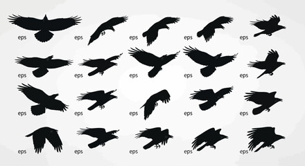 Fototapeta premium Multiple Black Birds Flying in Silhouette.
