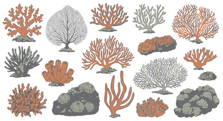 Collection of Various Coral Species Illustration. © Budi