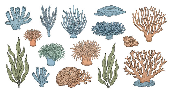 Collection of Various Coral and Seaweed Illustrations.