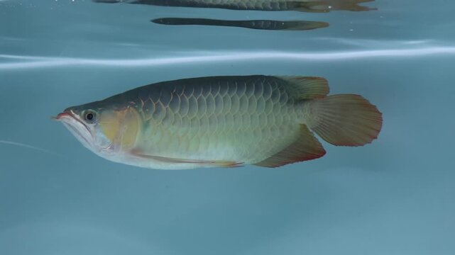 A majestic Golden Arowana or Dragon Fish, swimming gracefully in a clean glass aquarium. Captured in a cinematic side-view, showcasing its vibrant colors and elegant swimming motion.