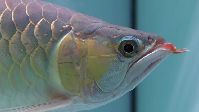 A majestic Golden Arowana or Dragon Fish, swimming gracefully in a clean glass aquarium. Captured in a cinematic side-view, showcasing its vibrant colors and elegant swimming motion.