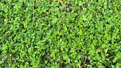 Obraz premium green grass background