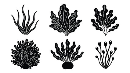 Illustrations of various seaweed varieties Vector © SILHUETTECHEMBER