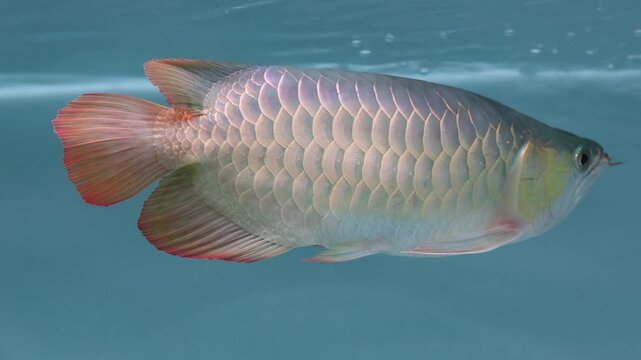 A majestic Golden Arowana or Dragon Fish, swimming gracefully in a clean glass aquarium. Captured in a cinematic side-view, showcasing its vibrant colors and elegant swimming motion.