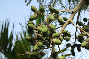 Green Betel Nut