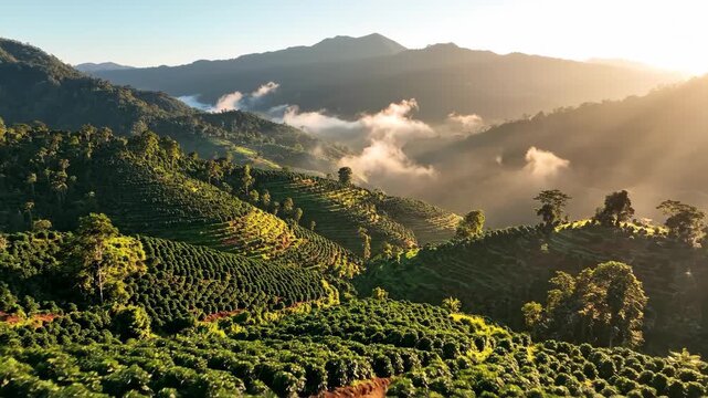 Lush green hillside tiered coffee plantation mistfilled valley mountains on horizon sun rays breaking through