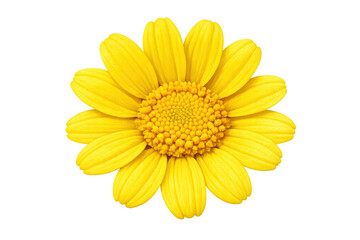 Yellow daisy flower head blooming with bright petals, isolated on a transparent background, summer nature concept