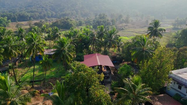over the coconut trees to rice paddy in konkan india