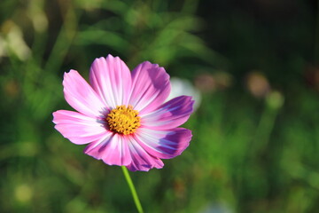 Fototapeta premium Pink cosmos flowers, vibrant and beautiful in the park, a natural beauty.