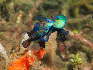 Pair of mandarinfish displaying mating behavior on a coral reef in Lembeh, Indonesia