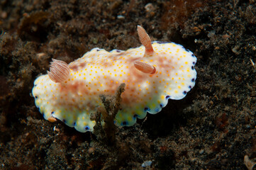 Colorful Goniobranchus aureopurpureus nudibranch crawling on sandy Lembeh seabed in Indonesia