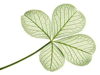 green leaf isolated on white background