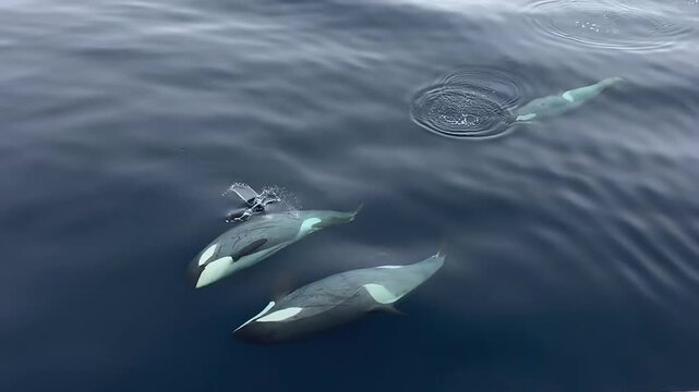 Orca Chasing Penguin in Antarctic Waters