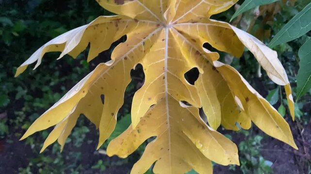 Yellow leaf with holes and damage in a lush green garden setting.
