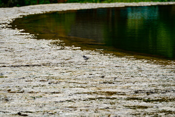 Fototapeta premium A small gray and white bird hops playfully along a mossy stream bank, its reflection shimmering in the clear shallow water as it searches for food.