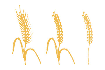 Set of hand drawn cereal wheat oat rye barley rice ears spikelet clipart Organic wheat bread agriculture farming harvest healthy food Single element for design print packaging label decor