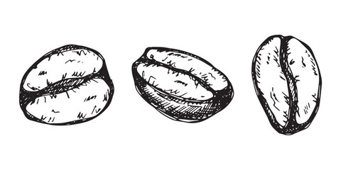 Fototapeta premium Set of hand drawn fresh roasted coffee bean Arabica robusta seed doodle Single element for design print packaging label decor