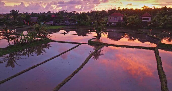 Bali rural scene landscape. Rice paddies filled with water reflecting the dramatic pink and orange sunset clouds, palm trees, and distant traditional village houses, serene and picturesque evening