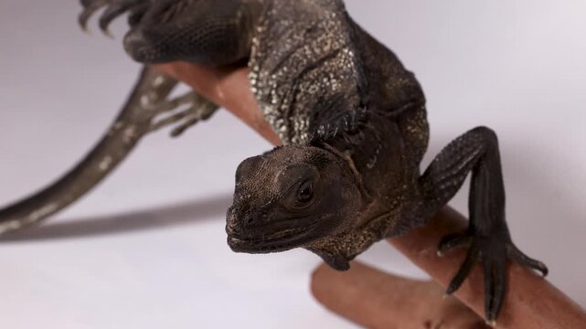 Close Up of a Black Hydrosaurus Lizard Resting on a Branch