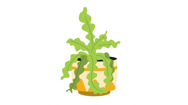 Curly Fern In A Pot