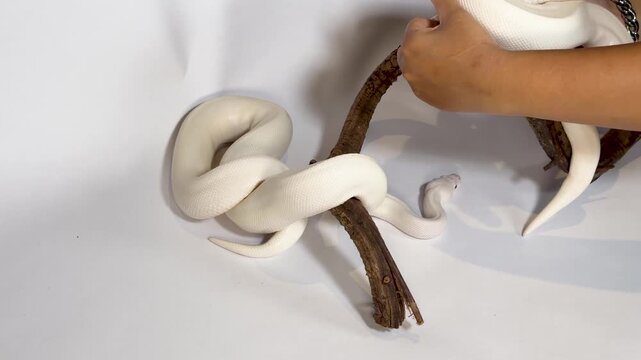 White Leucistic Ball Python Coiled Around a Branch on White Background