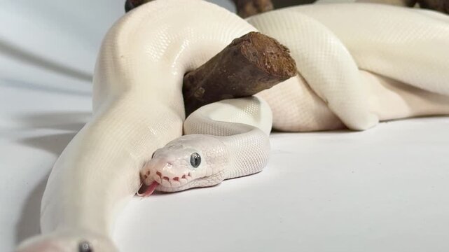 Leucistic White Ball Python Slithering Around a Dark Wood Branch