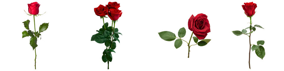 a beautiful collection of four distinct red rose arrangements, featuring single stems and small bouquets, elegantly presented against a dark backdrop. © Gogu