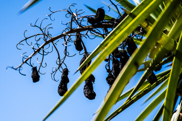 Bright purple berries dangling in shade, Dappled shade reveals vibrant purple berries hanging from sturdy stem for gathering