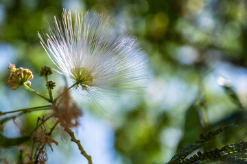 Bright sunlight highlighting fragile beauty, Peaceful closeup of white flower with shimmering pollen and gentle green background