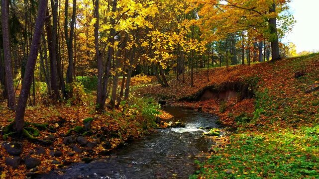 Autumn stream winding through a forest filled with colorful trees and fallen leaves under bright sun