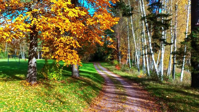 Dirt road leading into autumn forest with vibrant foliage and birch trees on a sunny day