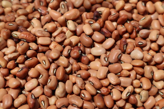 close up view of seeds of yardlong beans