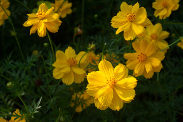 Field of yellow sulfur cosmos flowers with green natural background © GiangLe11