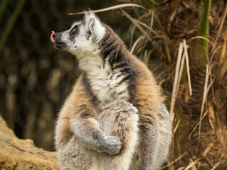 Fototapeta premium Maki Catta