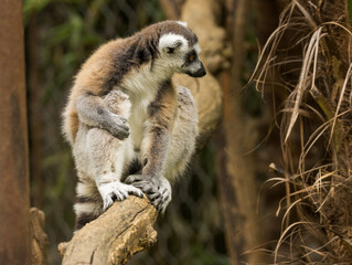 Fototapeta premium Maki Catta