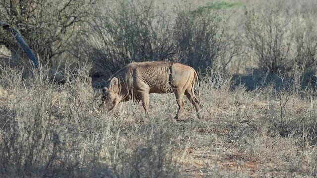 Wild warthog grazing among dry thorny bushes in the savanna landscape of Samburu Kenya during daylight