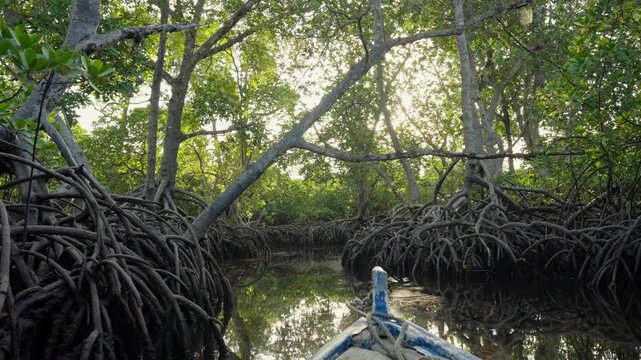 View from a small boat moving slowly through dense mangrove forest with tangled roots, arching trees, and sunlight filtering through the canopy in Malindi, Kenya.