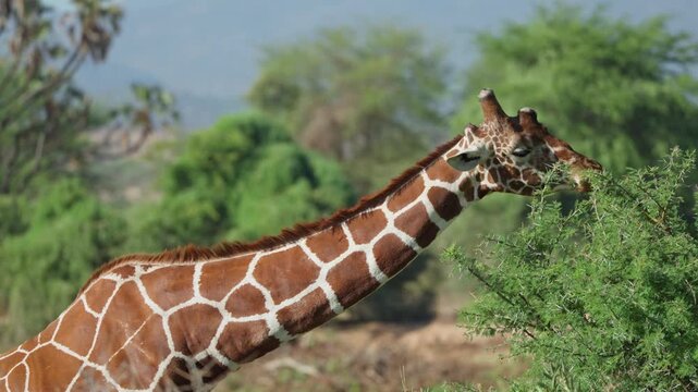 Reticulated giraffe stretching its long neck to feed on an acacia bush, showing characteristic coat pattern and browsing behavior in open savanna habitat samburu
