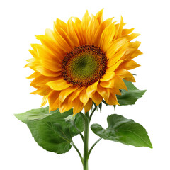 Bright yellow sunflower with green leaves and stem isolated on transparent background