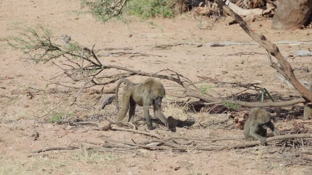 Young baboons forage and move across dry sandy ground beneath sparse trees in Samburu Kenya showing juvenile behavior natural interaction and survival within a harsh savanna environment