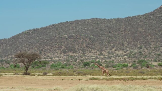 A reticulated giraffe walks across the dry savanna in Samburu Kenya with distant hills and acacia trees in the background