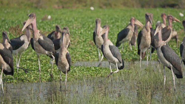 Large group of marabou storks standing and wading in shallow wetland water at Lake Naivasha with green vegetation in the background.