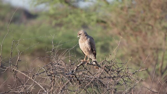 Juvenile eastern chanting goshawk perched on dry thorny branches in arid savanna landscape of Samburu National Reserve in Kenya.